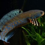 雷龍魚