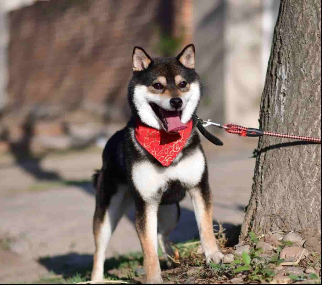 黑柴好養嗎？柴犬品種介紹：豆柴和黑柴個性、優缺點&價格- 往日記事簿