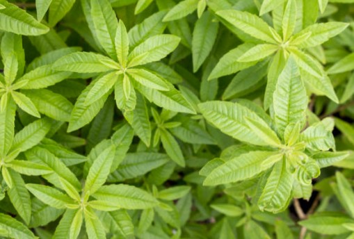 一文搞懂檸檬馬鞭草種植與繁殖方法,附檸檬馬鞭草功效與禁忌! - 往日記事簿