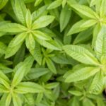 檸檬馬鞭草