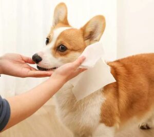 寵物濕紙巾