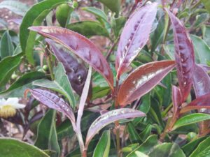 紫茶