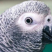 (灰鸚鵡)