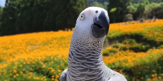 (灰鸚鵡)