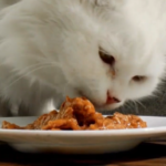 (貓主食罐)