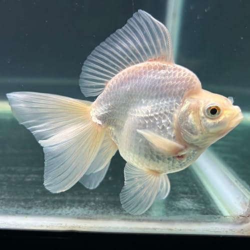 白琉金