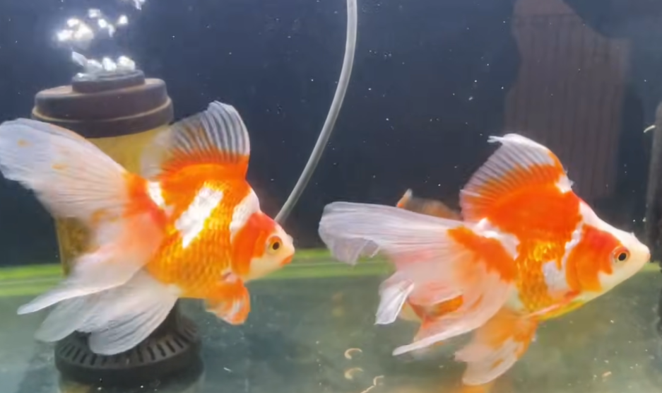 琉金金魚外觀