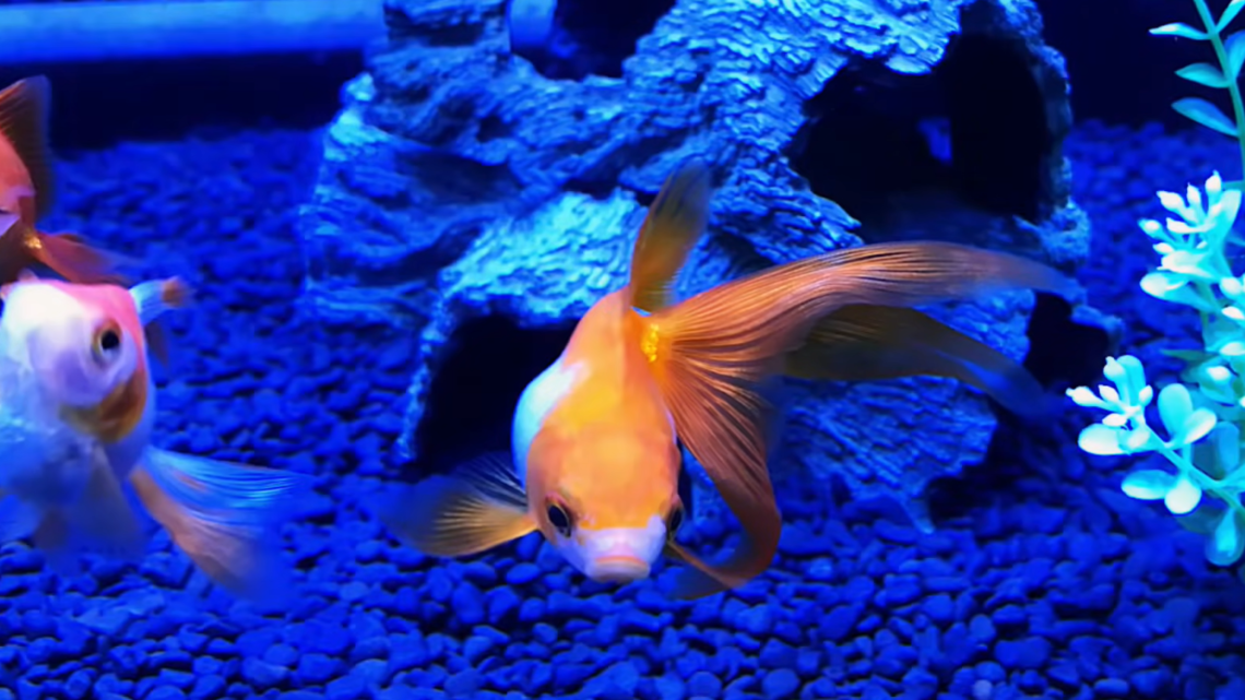 琉金金魚