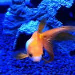 琉金金魚