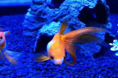 琉金金魚