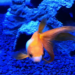 琉金金魚