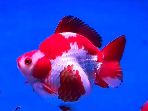 短尾琉金